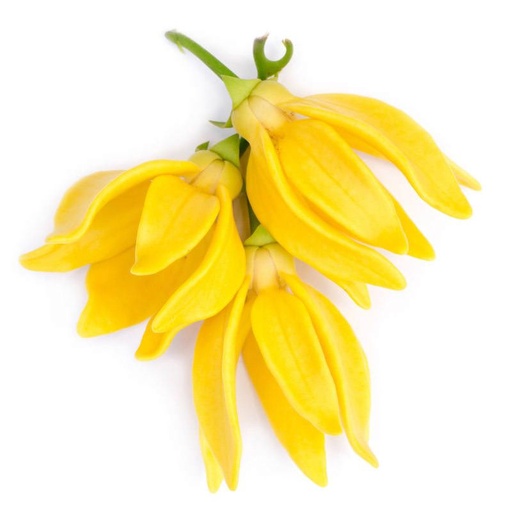 Huile essentielle Ylang Ylang