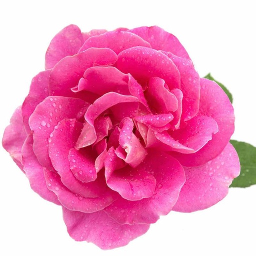 Huile essentielle Rose de Damas