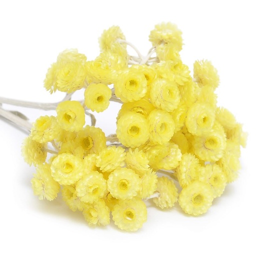 Huile essentielle Hélichryse immortelle