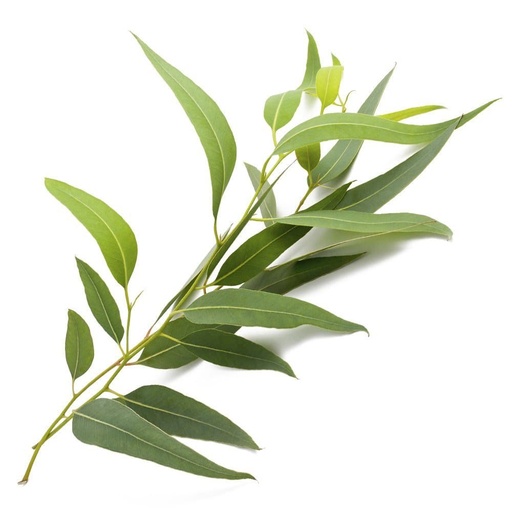 Huile essentielle Eucalyptus radiée