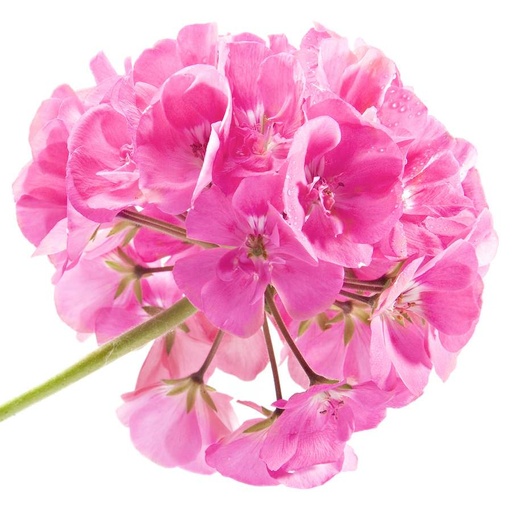 Huile essentielle Géranium Rosat